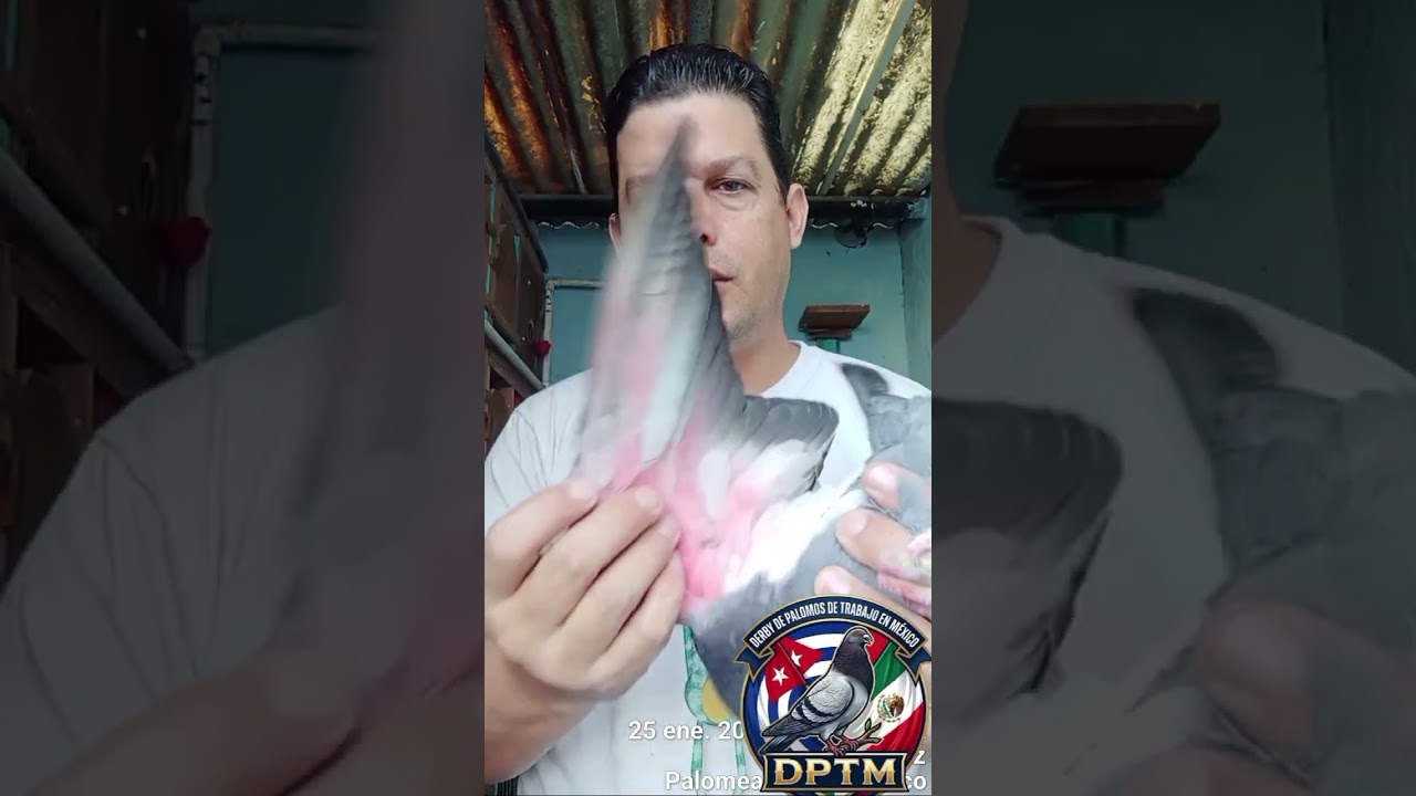 Palomos para el primer derby en Veracruz,Puerto México 2026 #palomosdetrabajo #palomosconquista 