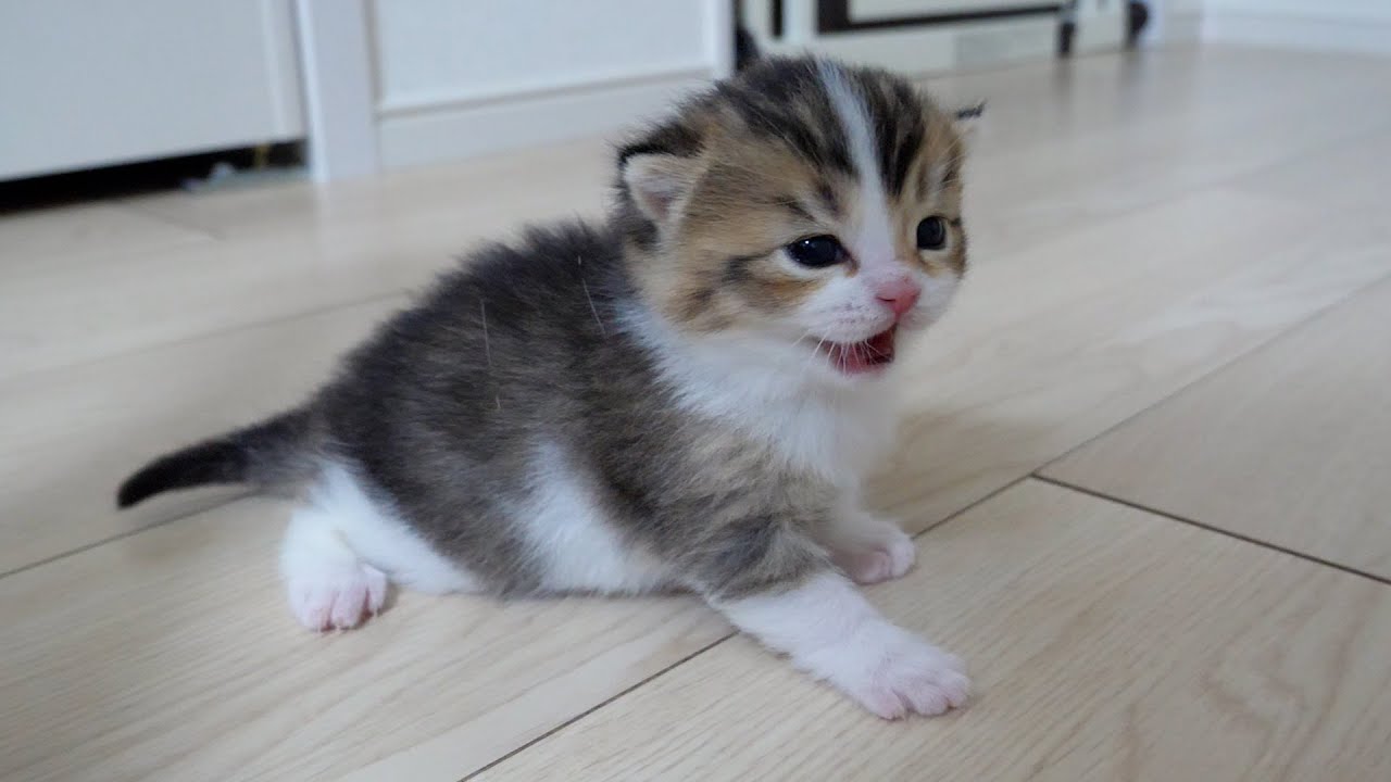 Finally, the kitten, Nico, is starting to explore the room!