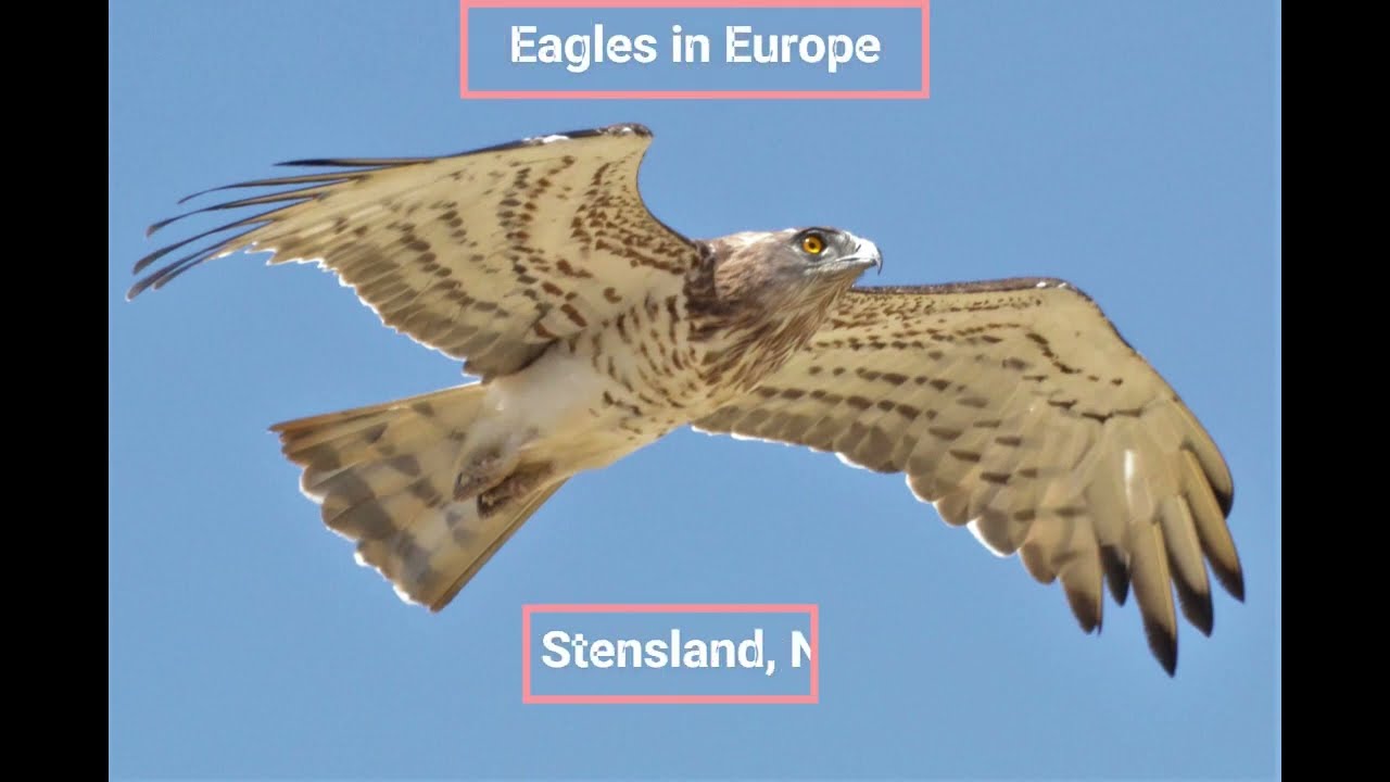 Eagles in Europe