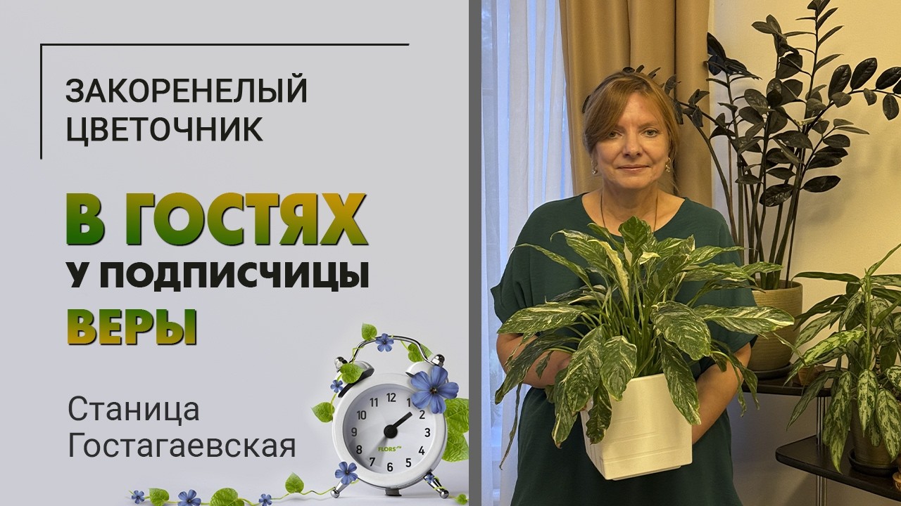 В гостях у Веры. ст. Гостагаевская. Орхидеи - любовь на всю жизнь. Как растения переехали с Камчатки