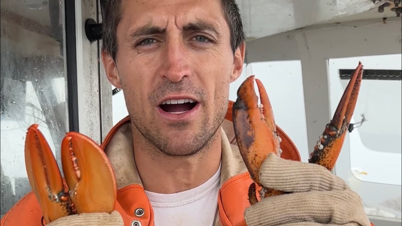 Maine lobster: Hard shell vs shedder?
