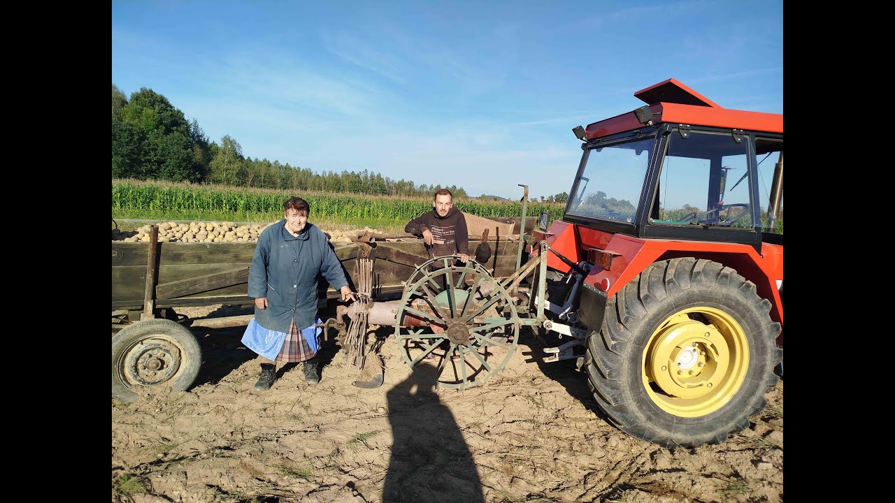 Oporowe Wykopki Ziemniaków 2025 Taki Plon To Ja Popieram