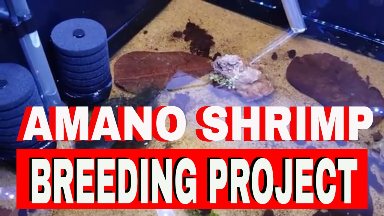 Amano shrimp breeding