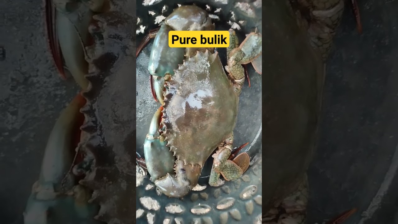 #alimangoking #crabfarming