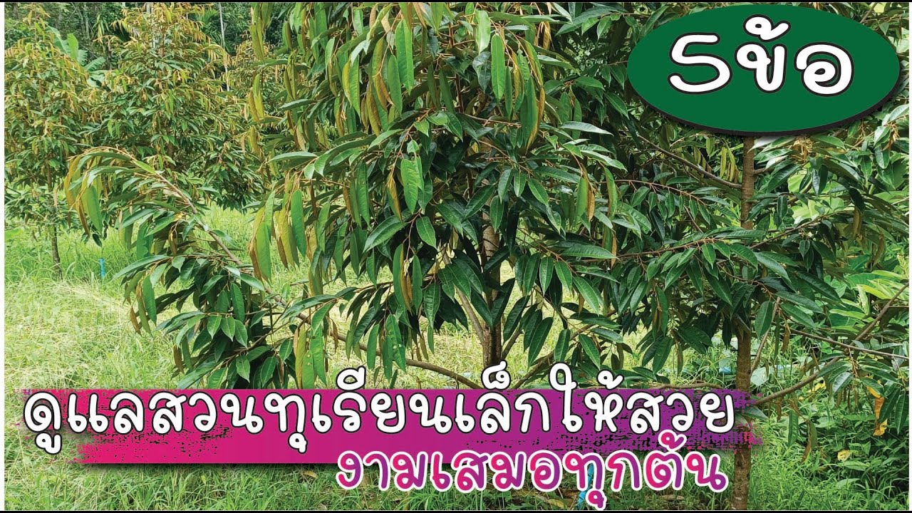ดูแลสวนทุเรียนเล็กให้สวย งามเสมอทุกต้น