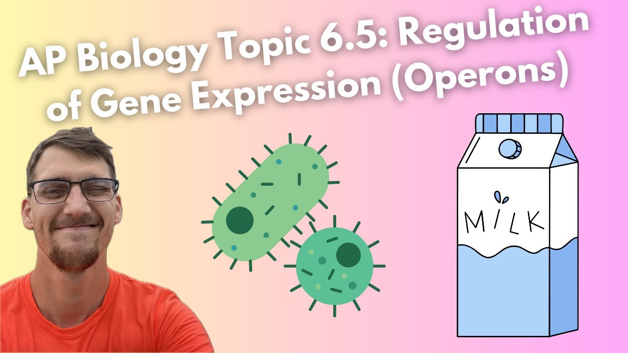 (Учебная программа 2019 года) 6.5 Регуляция экспрессии генов (опероны) – AP Biology