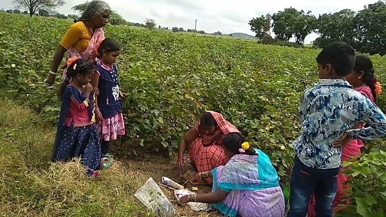 మా పొలంలో మొదటిసారి పత్తి. వరిగుంతంT.Shekar.9177359651