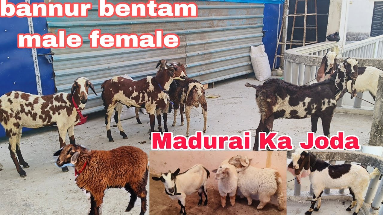 Madurai ka joda hai Hyderabadi bannur bentam male female available in Hyderabad 