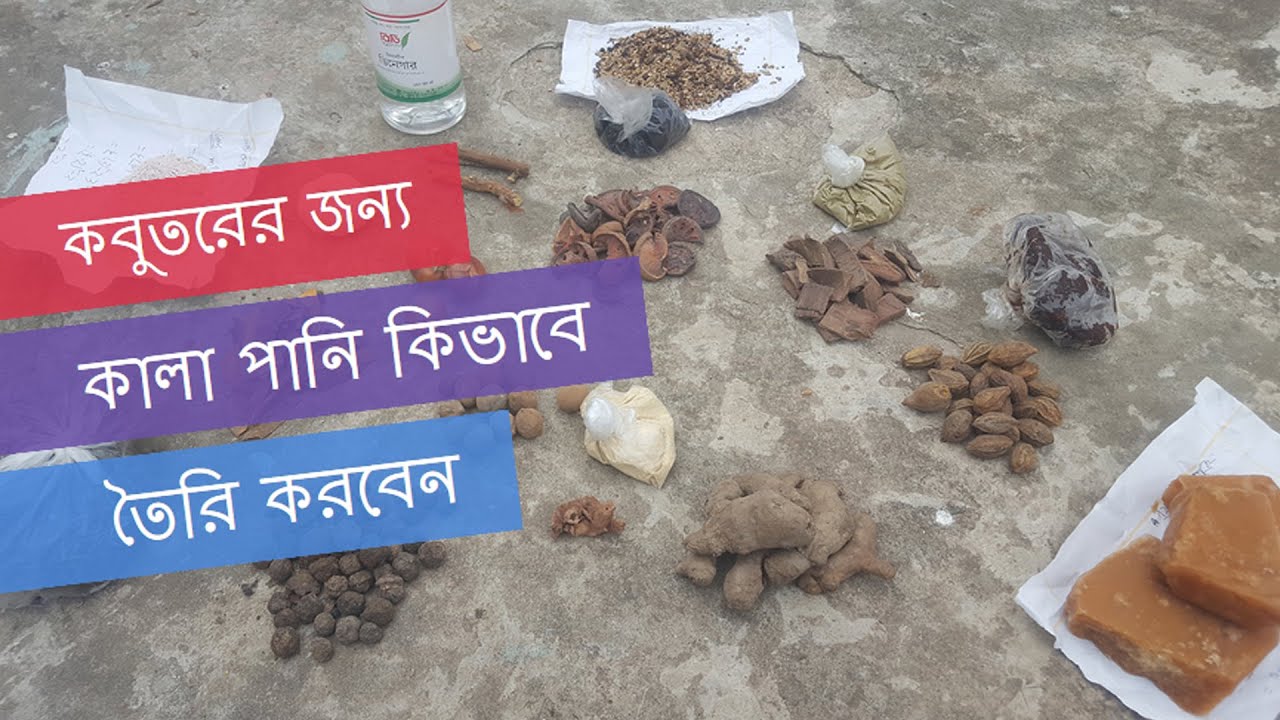কবুতরের জন্য কালা পানি কিভাবে তৈরি করবেন।