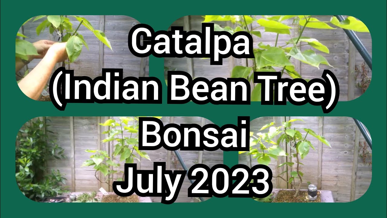 Catalpa Indian Bean Tree Bonsai July 2023