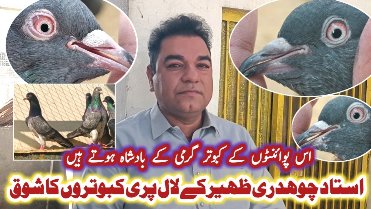 Ustad Ch Zaheer Of Kasur K Nayab Lal Pari Kabotro Ka Shok || Kasur Pigeon Shok