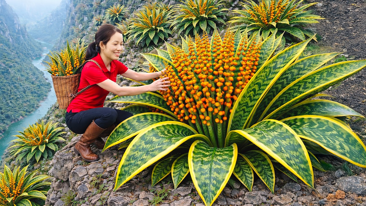 Harvesting Bird’s Nest Snake Plant—Strange Find Sparks Curiosity, Sells Out at the Village Market!