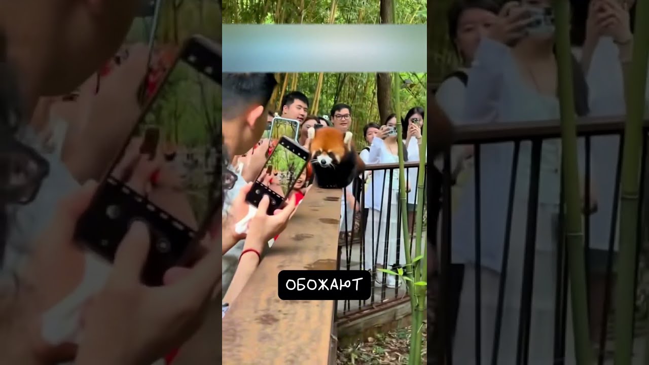 Красные Панды Плохо Переносят Жару 🥵