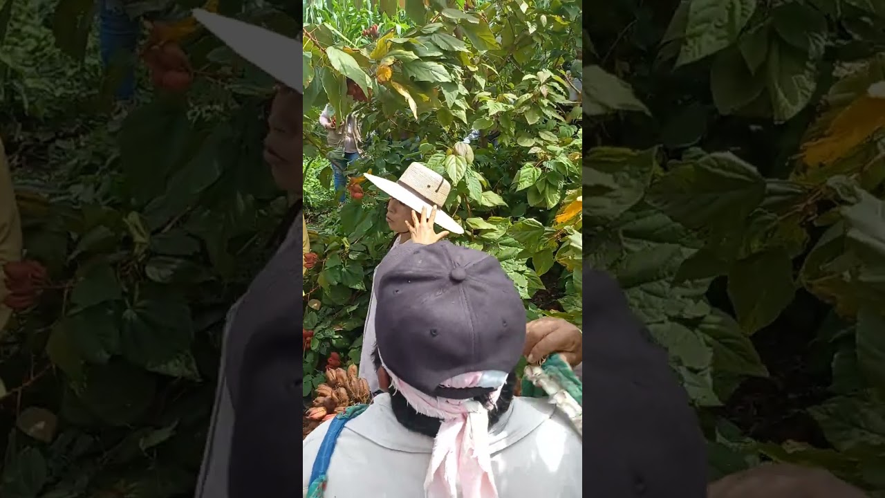 cosecha de Achiote ING de Altexa