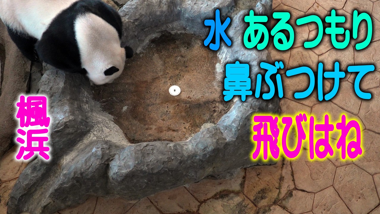 【これほどとは知らなかった】鼻が底にコツン 子パンダ楓浜 水が入ってなく入れてもらった瞬間あたふた