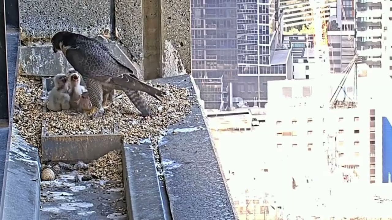#falcon CAM3#41 mother birds brings food to feed her chicks in the nest, Falcon babies feeding