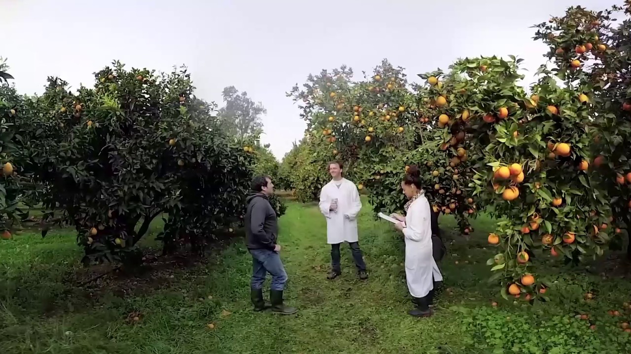 Visite en réalité virtuelle de la collection d'agrumes Inra et Cirad en Corse