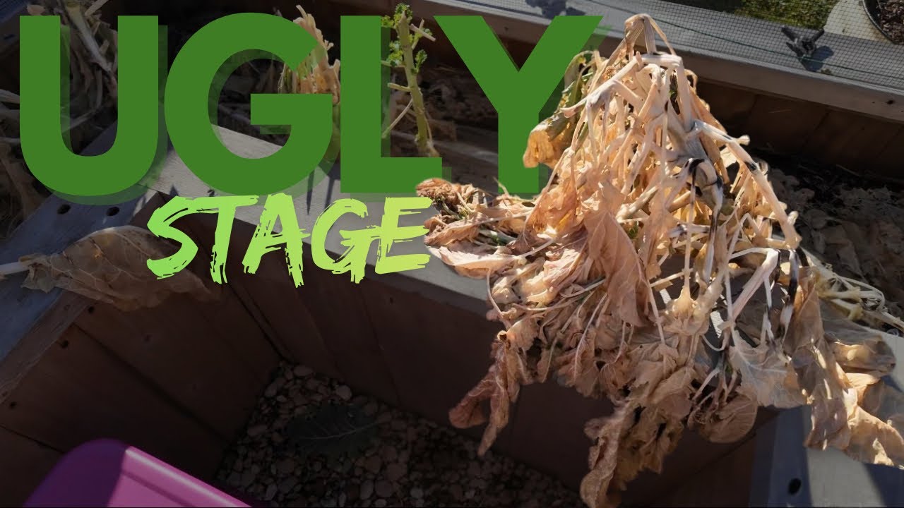 March Garden Tour: The Ugly Stage Before Spring 