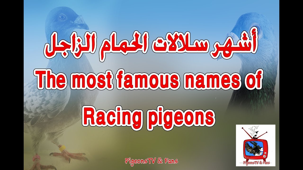 أشهر اسماء سلالات الحمام الزاجل  The most famous names of Racing pigeons