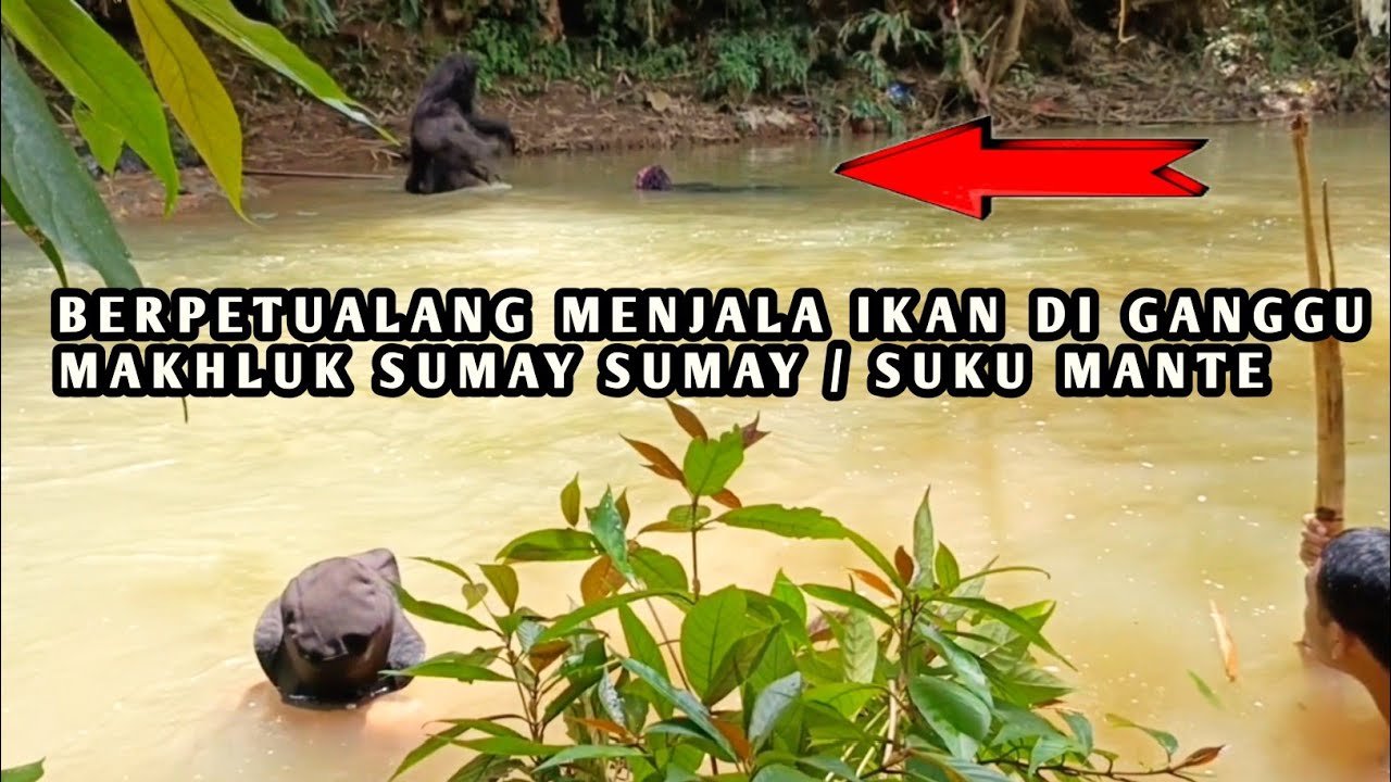 BERPETUALANG MENJALA IKAN DI GANGGU MAKHLUK SUMAY SUMAY / SUKU MANTE.. 