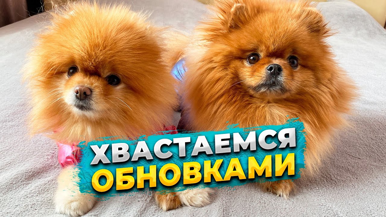 Обновки для собак  Куда мы переехали на ПМЖ