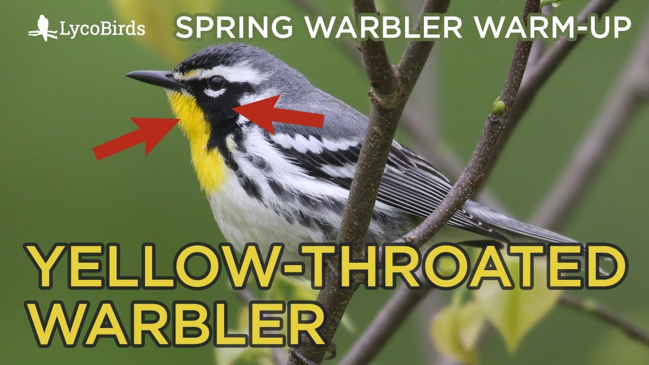 Yellow-throated Warbler Identification | Spring Warbler Warm-up
