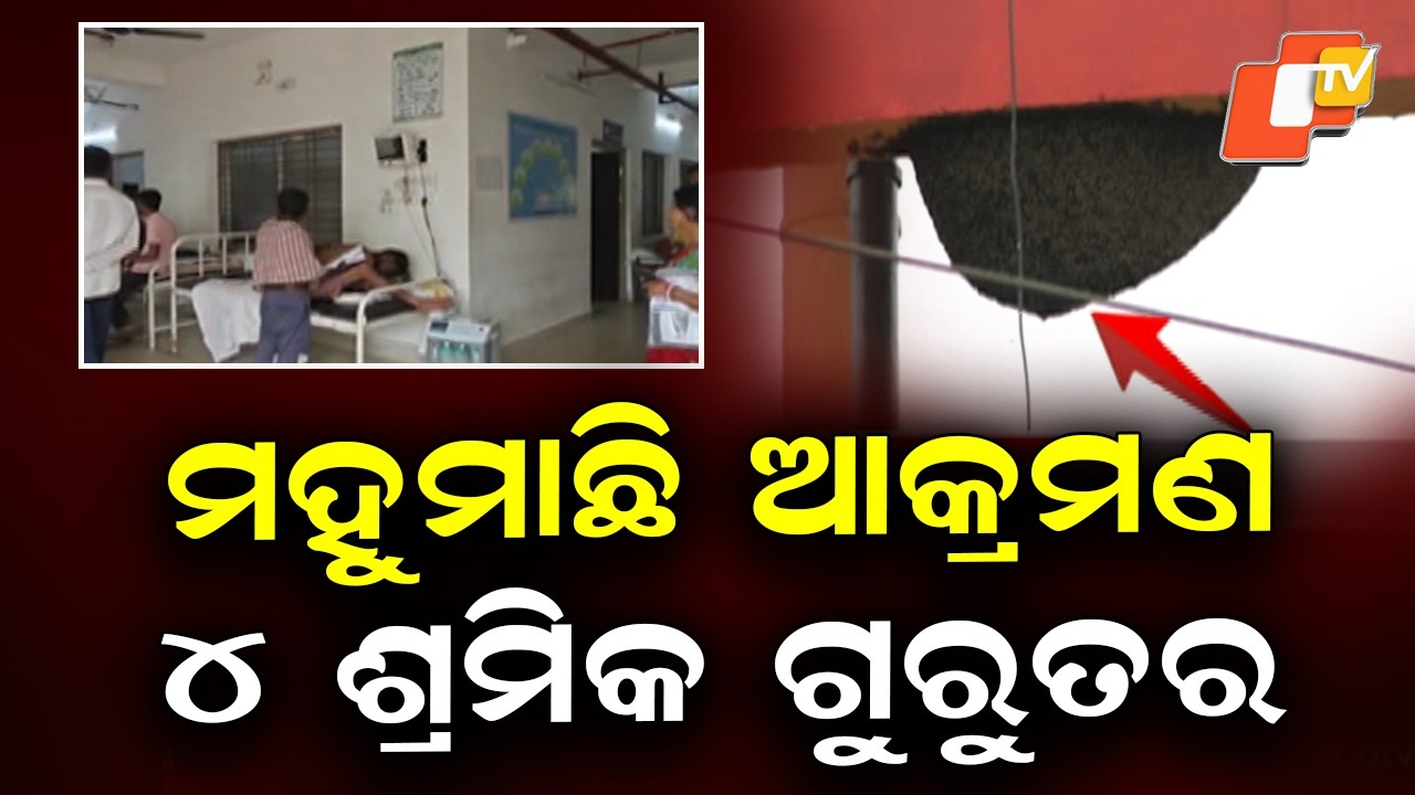 Wasp Attack Leaves Four Workers Seriously Injured in Udala, Mayurbhanj