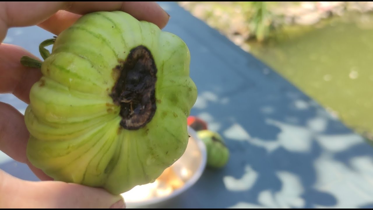 Soluție naturală pentru lipsa de calciu la roșii
