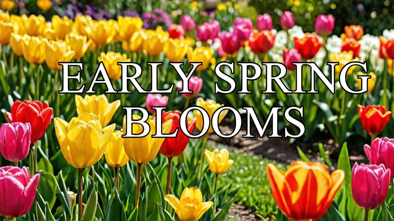 Early Spring Garden Tour | UK Gardening | Early Tulips, Daffodils and more....