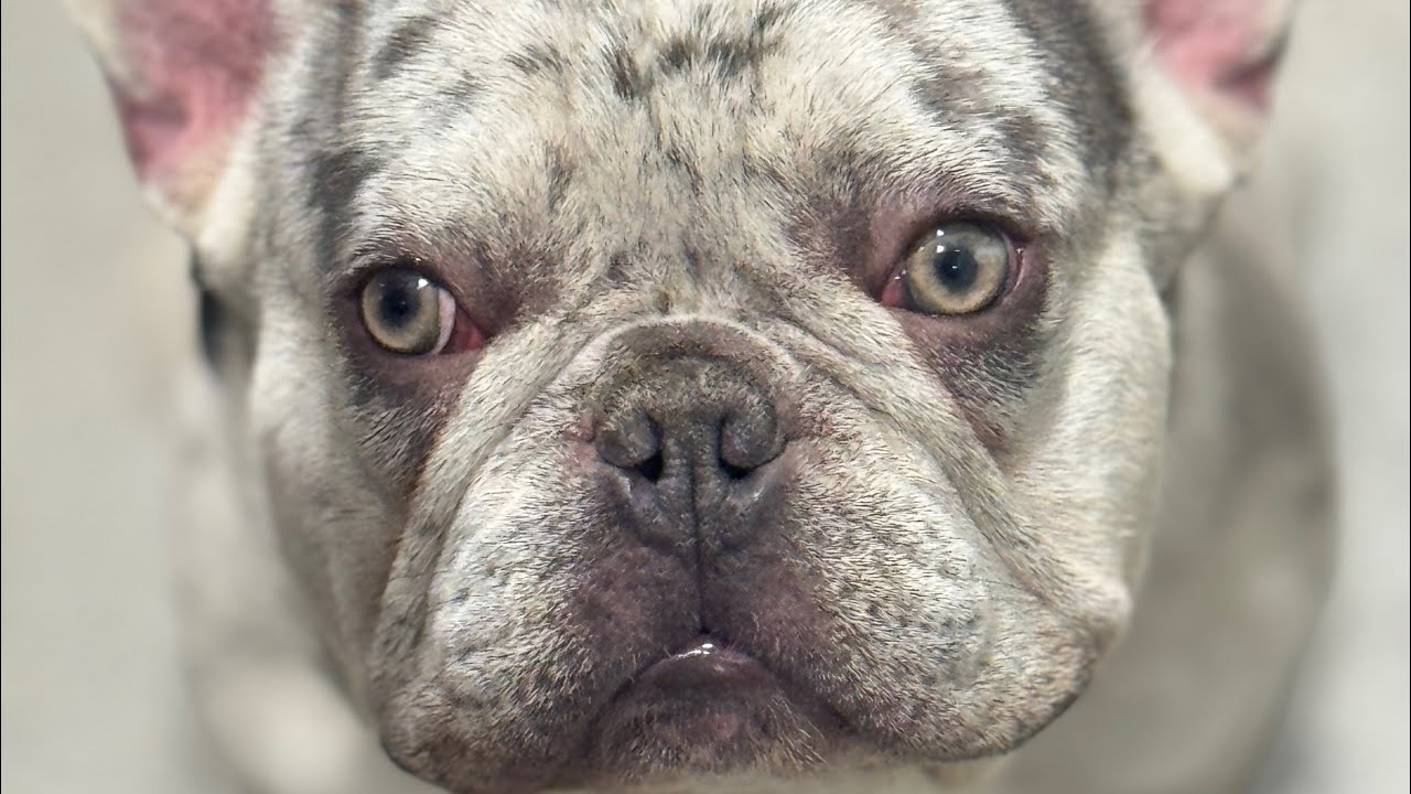 Oreo, 7 month old French Bulldog | Mississippi