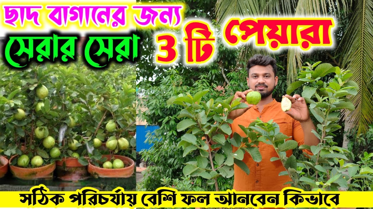 ছাদ বাগানের জন্য সবচেয়ে ভালো স্বাদের সেরা এই 3 টি প্রজাতির পেয়ারা সঙ্গে জানুন  সম্পুর্ন পরিচর্যা