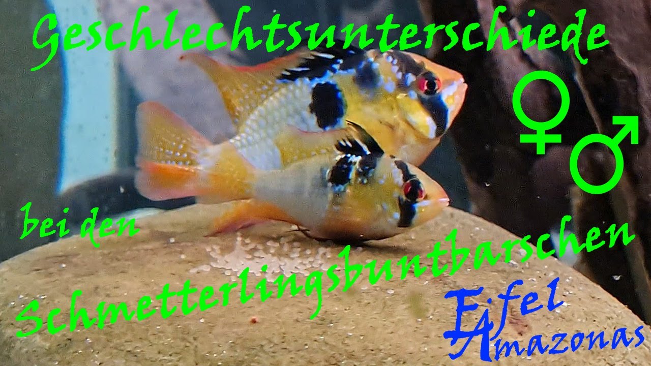 Geschlechtsunterschiede bei den Schmetterlingsbuntbarschen