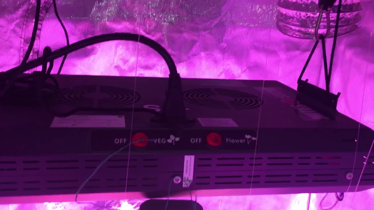 G13 Day 39 Update