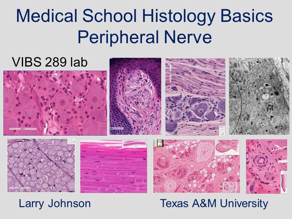 Medical School Histology Basics - Peripheral Nerve