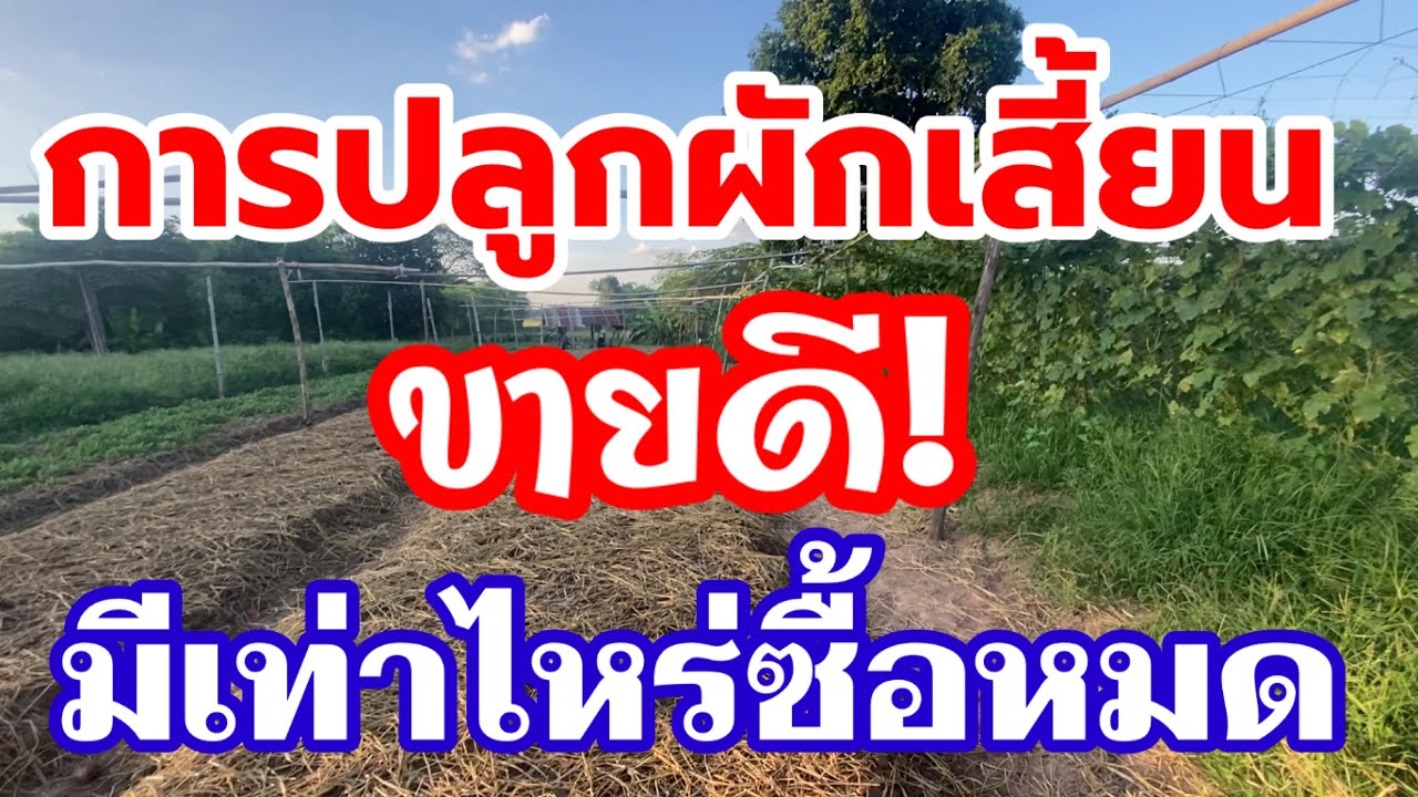 การปลูกผักเสี้ยนใช้ทำผักเสี้ยนดองขายดีมีเท่าไหร่ก็ไม่พอ ที่บ้านดงพองตำบลศิลาอำเภอเมืองจังหวัดขอนแก่น
