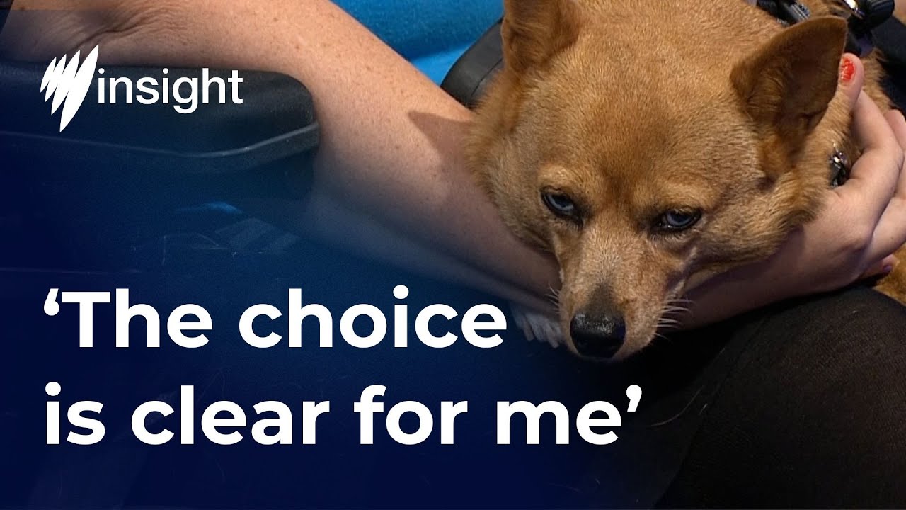 Challenges of renting as a pet owner | SBS Insight