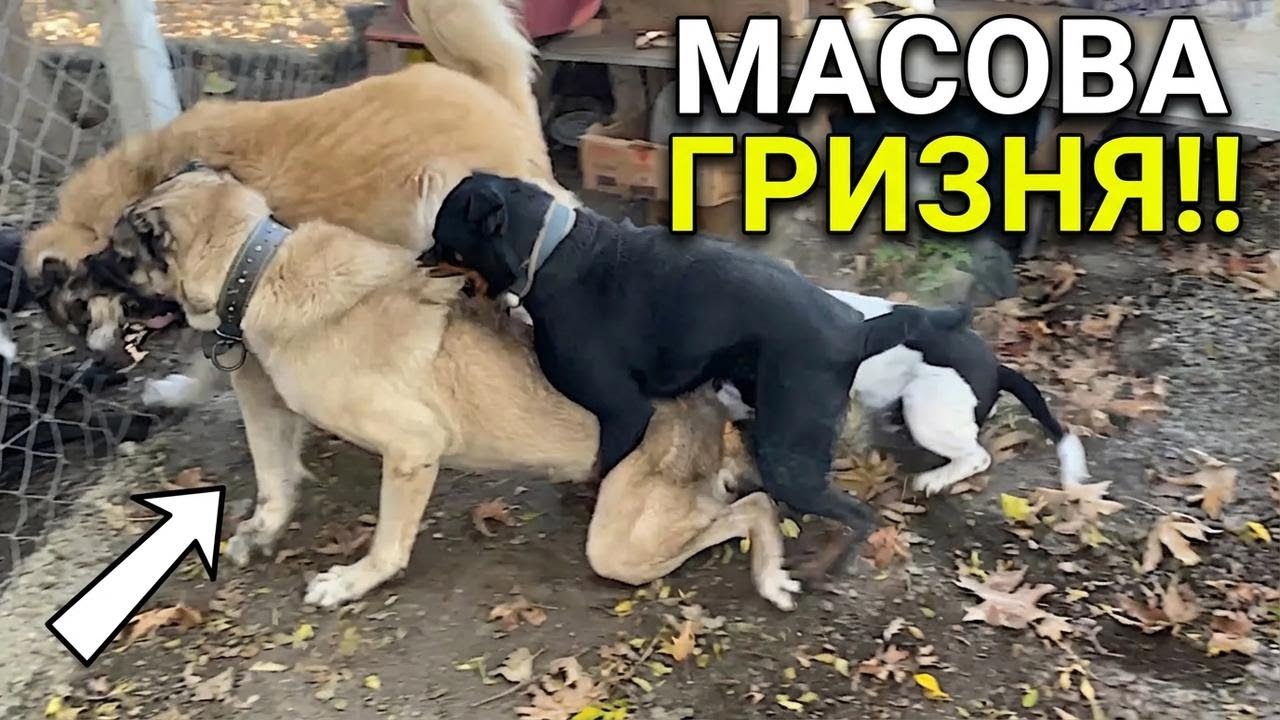 Карлос і Кангал проти Аї на подвір’ї! Що накоїли ротвейлер Софія та пітбуль Ефес?