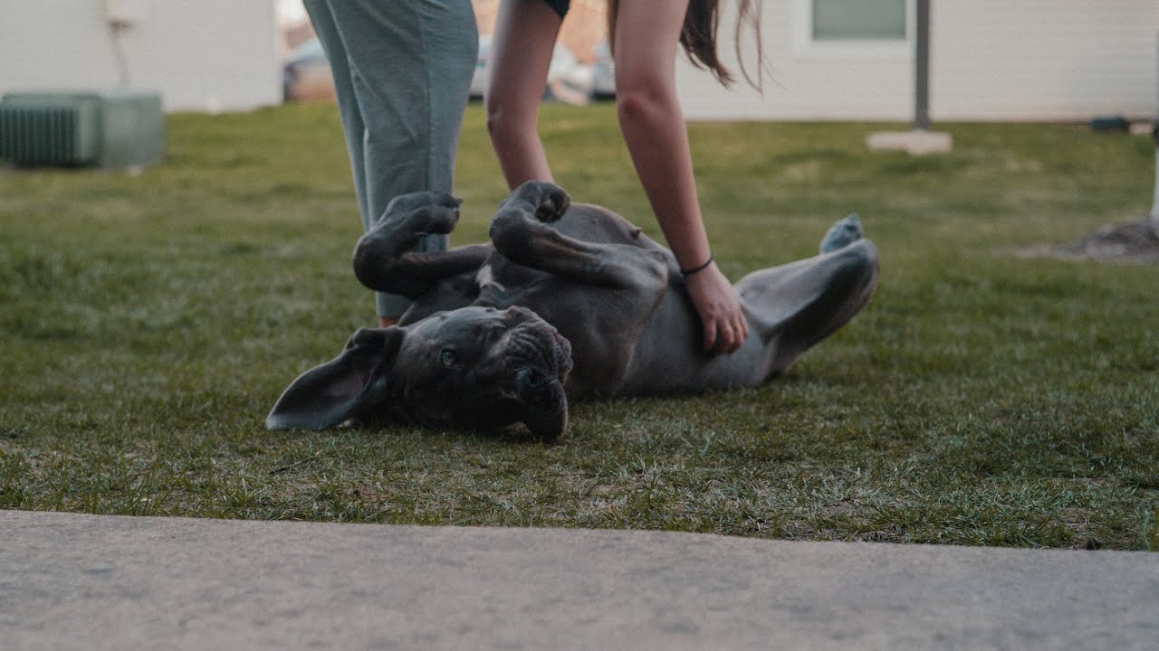 Great Dane Documentary Photography [Leica M8 - 40 Summicron-C]
