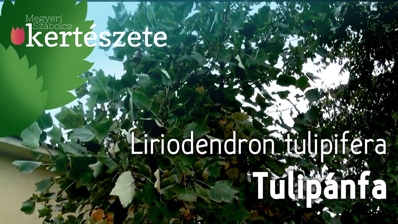 Liriodendron tulipifera - Tulipánfa - Növényismeret - kertészeti tananyag
