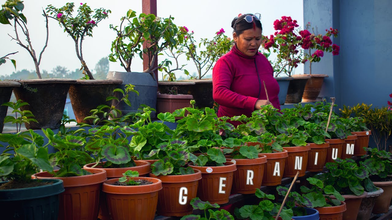 Geranium Flower Plant Care and Geranium Cutting Tips in Nepali I Pabitra Garden