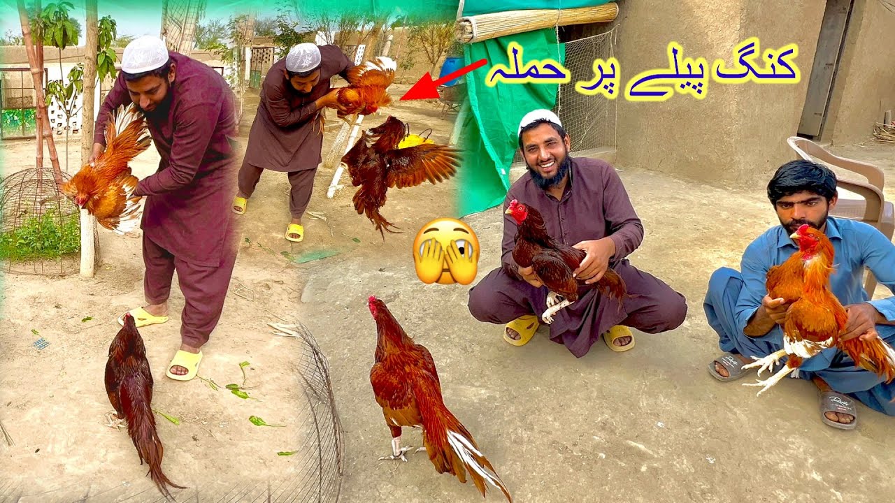 Peela Mini Zoo Puhnch Gya 🫣 Sub pr hamla kr Dya