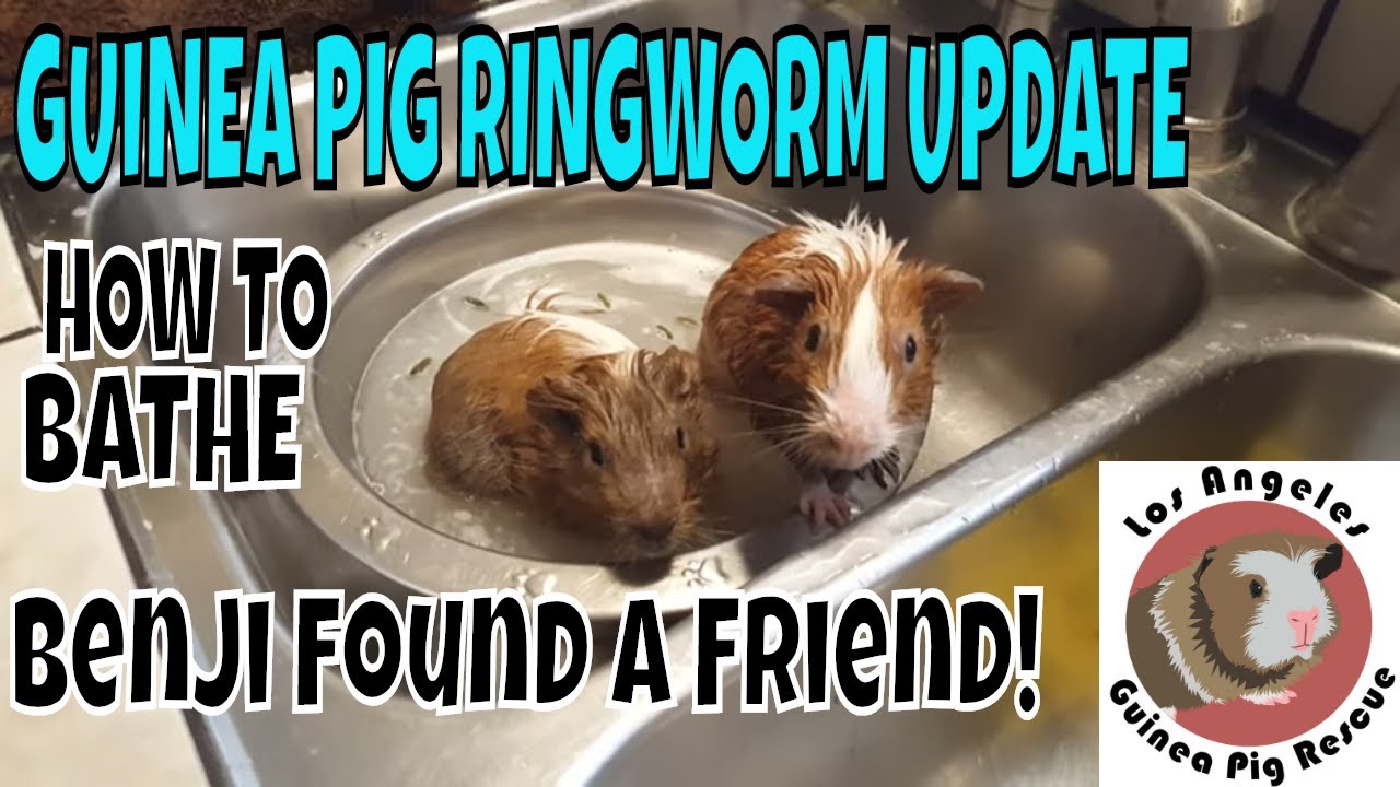 Benji's Third Bath and New Rescued Ringworm Guinea Pig Conner Update