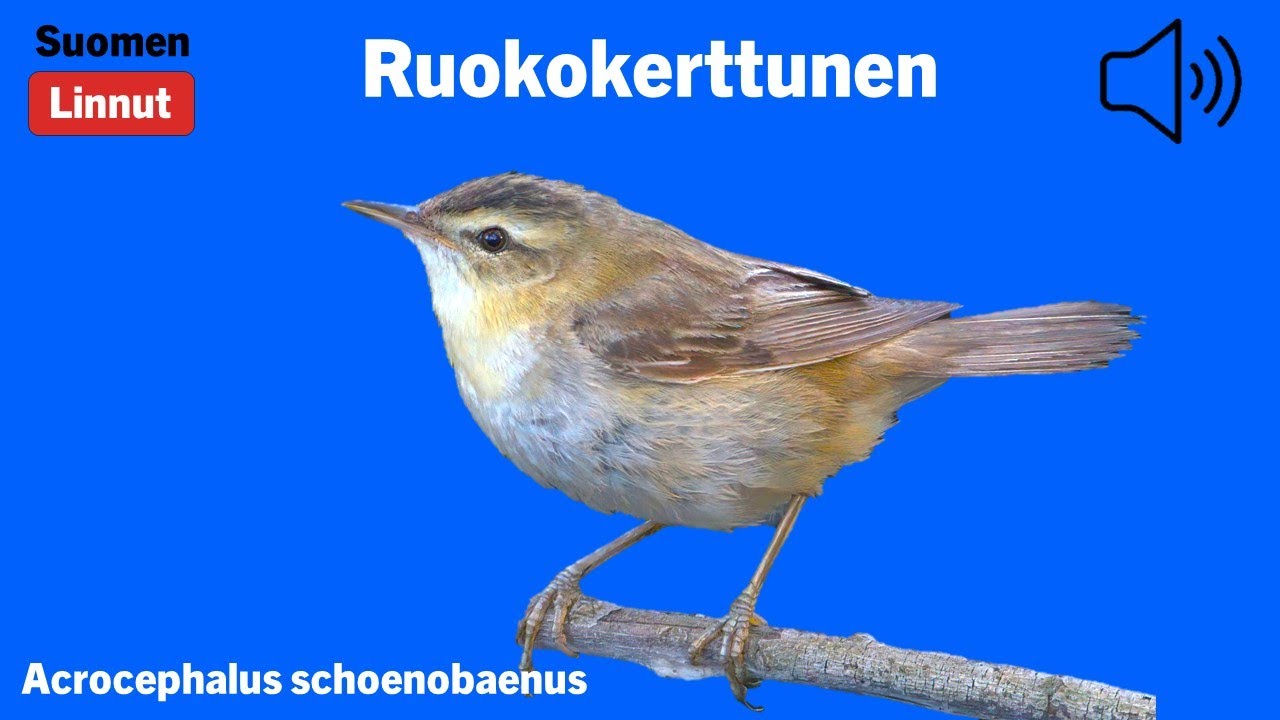Ruokokerttunen - Acrocephalus schoenobaenus - Sedge Warbler - s&auml;vs&aring;ngare - ACRSCH