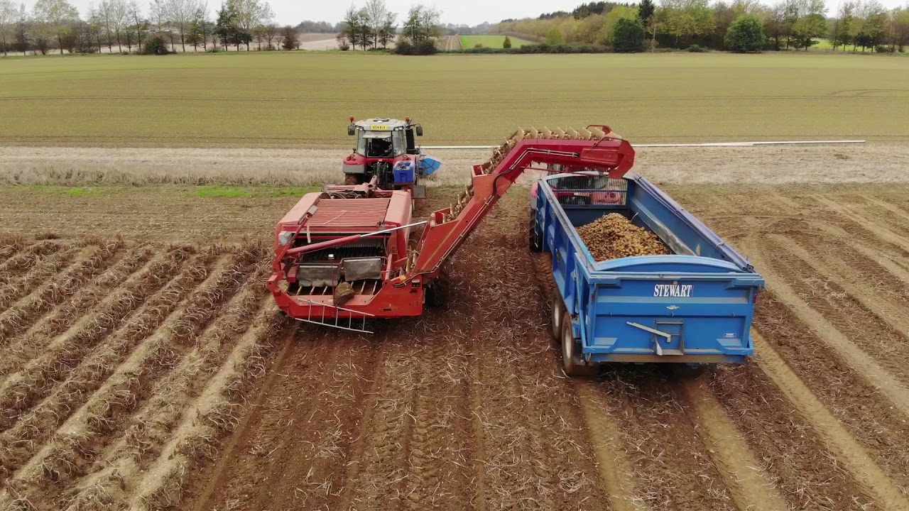 Grime GZ1700 Potato Harvester, lead by a Massey Ferguson 7618. Massey Ferguson 6465 & 6290 carting