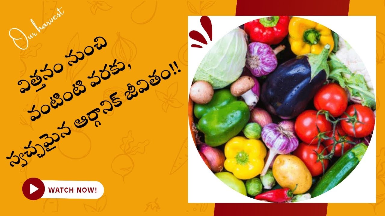 మన ఆర్గానిక్ తోట – మన చేతులతో పండించిన స్వచ్ఛమైన పంట 🌿 | Our Organic Garden Harvest.