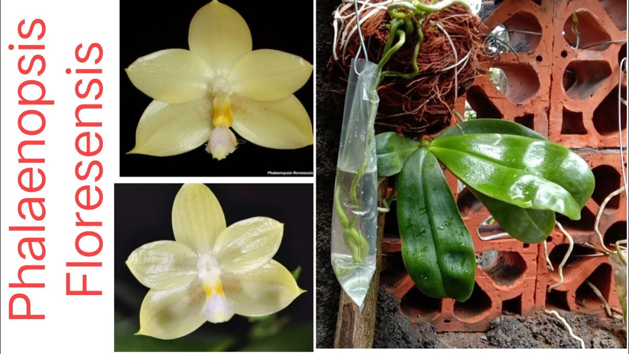 Unboxing Anggrek Phalaenopsis Floresensis