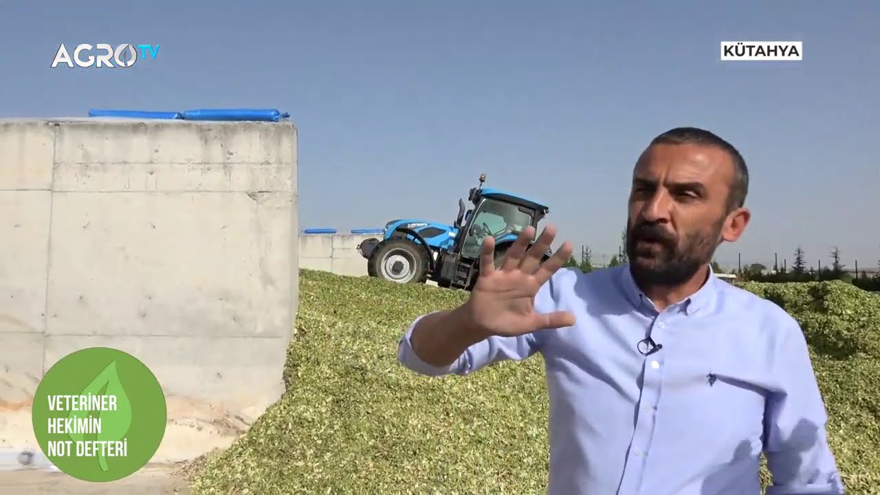 Kaliteli Mısır Silajı Nasıl Yapılır   Veteriner Hekimin Not Defteri