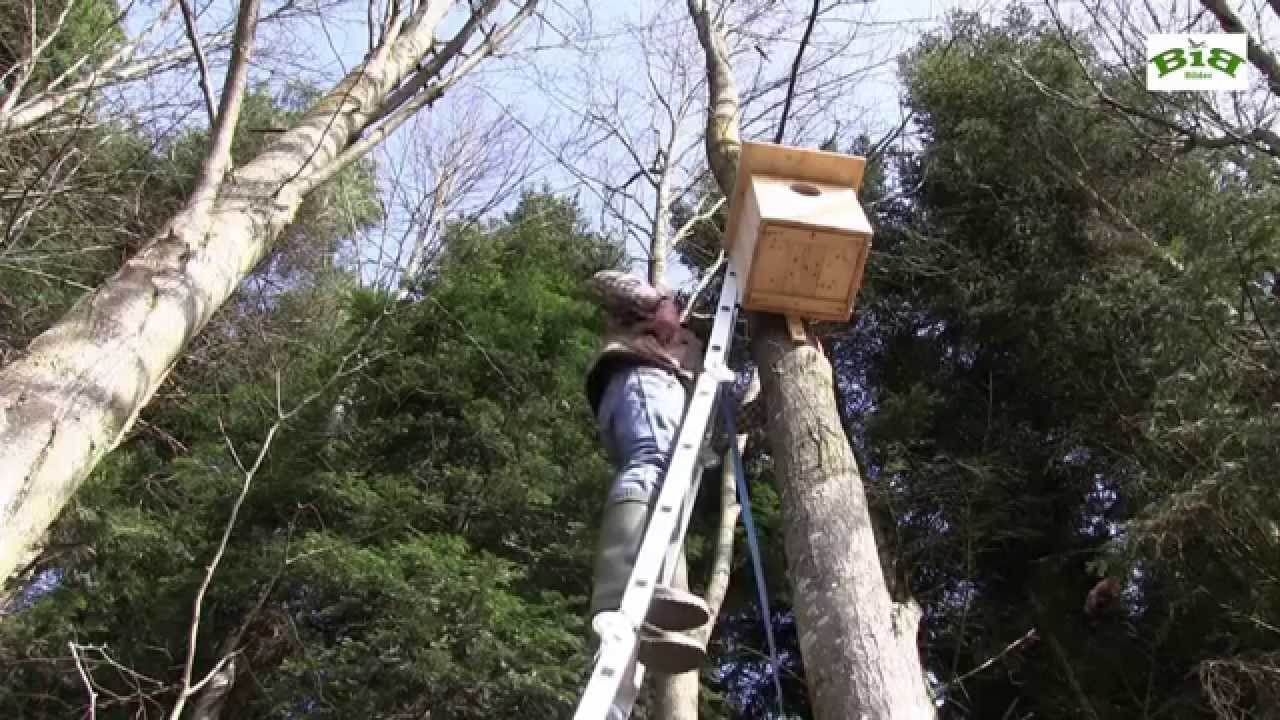 Eine Wohnung für den Waldkauz - Tawny owl apartment