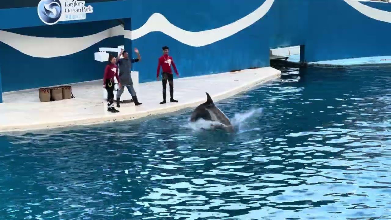 志其看海豚表演