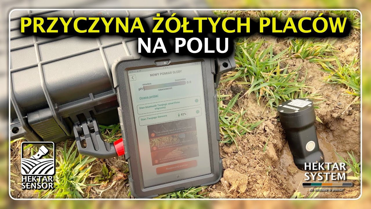 PRZYCZYNA ŻÓŁTYCH PLACÓW NA POLU | HEKTAR SENSOR